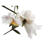 YSL Mon Paris EDT 50ml spray